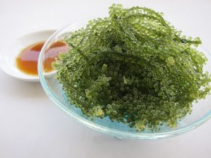 umi budo image