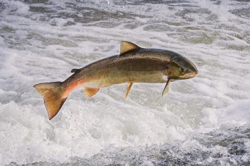 fish ax